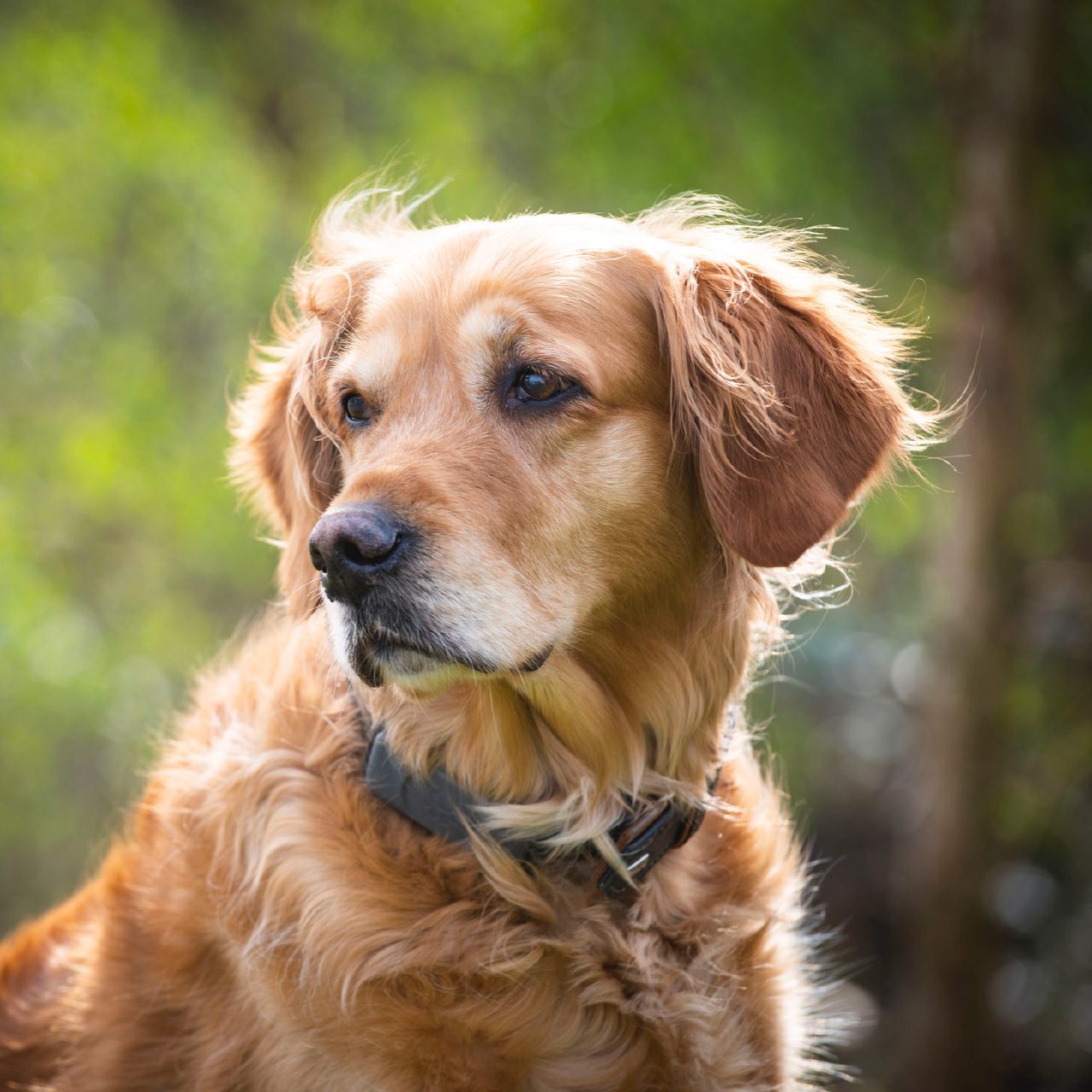 Hund mit Tracker am Halsband